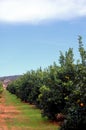 Orange trees plantation Royalty Free Stock Photo