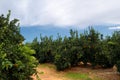 Orange trees plantation Royalty Free Stock Photo