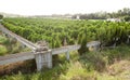 Orange trees plantation at Guadiana Meadows, Spain