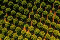 Orange trees plantation. High angle view Royalty Free Stock Photo