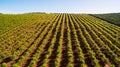 Orange trees plantation at May in Portugal, Algarve, aerial view Royalty Free Stock Photo