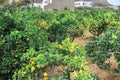 Orange trees plantation in Mediterranean village Royalty Free Stock Photo