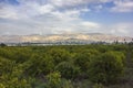 Orange trees plantation with ripe fruits in jordan valley Royalty Free Stock Photo