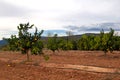 Orange trees plantation - Spain Royalty Free Stock Photo