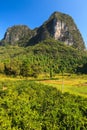 Orange trees plantation in a valley Royalty Free Stock Photo