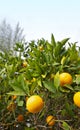 Orange trees with ripe fruit on plantation