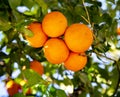 Orange trees with ripe fruits with leaves