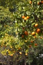Orange trees at spring in Italy