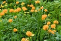 Orange Trollius asiaticus among green leaves. Glade with wild flowers in taiga
