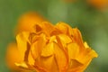 Orange Trollius - Blooming globeflower in Siberian forest - close up