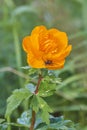 Orange Trollius with small insect in the middle - Blooming globeflower in Siberian forest