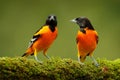 Orange tropic birds. Baltimore Oriole, Icterus galbula, sitting on the green mossy branch. Wildlife in Costa Rica. Orange black Royalty Free Stock Photo