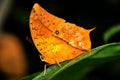 Orange Tropical butterfly Royalty Free Stock Photo