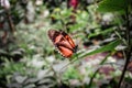 Orange tropical butterfly on a leaf