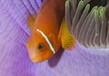 Orange tropical fish in the coral reef on Maldive islands. Royalty Free Stock Photo