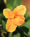 Orange tropical flower