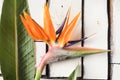 Orange tropical flowers and exotic leaves lie on a table of white plaque boards. A bird of paradise. Royalty Free Stock Photo