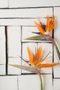 Orange tropical flowers and exotic leaves lie on a table of white plaque boards. A bird of paradise. Royalty Free Stock Photo