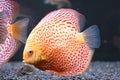 Orange tropical Symphysodon stunted discus fish in fishtank. Royalty Free Stock Photo
