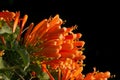 Orange trumpet on black background, Pyrostegia Venusta