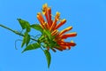 The orange trumpet creeper flower
