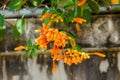 Orange trumpet, Flame flower, Fire-cracker vine Royalty Free Stock Photo