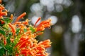 Orange trumpet, Flame flower, Fire-cracker vine flowers with bo