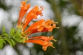 Orange trumpet, Flame flower, Fire-cracker vine leaf on a tree.