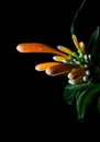 Orange trumpet, Flame flower, Fire-cracker vine