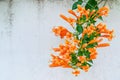 Orange trumpet, Flame flower, Fire-cracker vine,Pyrostegia venus Royalty Free Stock Photo