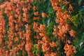 Orange trumpet, Flame flower, Fire-cracker vine on the wall Royalty Free Stock Photo