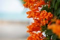 Orange trumpet, Flame flower, Fire-cracker vine on the wall Royalty Free Stock Photo