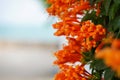 Orange trumpet, Flame flower, Fire-cracker vine on the wall