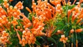 Orange trumpet vine, closeup of winter flowering climbers