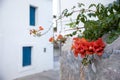 Orange trumpet vine flowering plant on street in Kyparissi Laconia, Peloponnese, Zorakas Bay, Greece - summer evening.