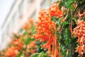 Orange trumpet vine,pyrostegiaÂ venusta flowers blooming in Spring,Jiangmen,Guangdong,China