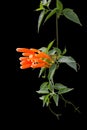 Orange trumpet vine, winter flowering climbers isolated on black Royalty Free Stock Photo