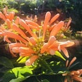 An Orange trumpetvine with backlit in the morning. Square photo image. Royalty Free Stock Photo