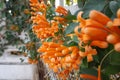 Orange trumpetvine Royalty Free Stock Photo