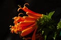 Orange Trumpetvine Pyrostegia venusta 14503 Royalty Free Stock Photo