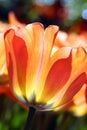 Orange tulip Royalty Free Stock Photo