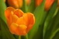 Orange tulip