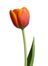 Orange Tulip