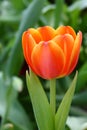 Orange tulip