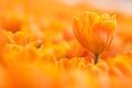 Orange tulip Royalty Free Stock Photo