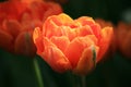 Orange tulip