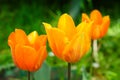 Orange tulip Royalty Free Stock Photo