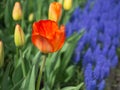 Orange tulip with Grape Hyacinth in the background Royalty Free Stock Photo