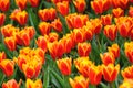 Orange tulip blossom