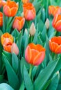 Orange tulip blossom